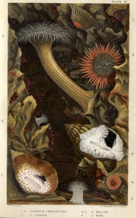 British Sea Anemones and Corals - Plate III printed by William Dickes