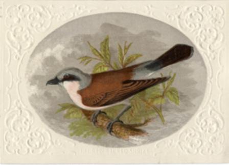 The Red-Backed Shrike a Reward Card by William Dickes