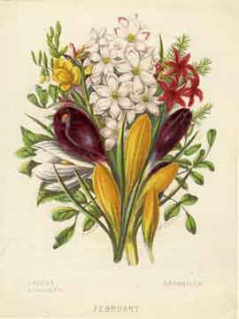 Reward Card printed by William Dickes from The Monthly Flower Garden set published by the Society for Promoting Christian Knowledge - 1859
