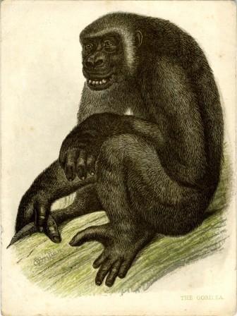 The Gorilla a Reward Card by William Dickes