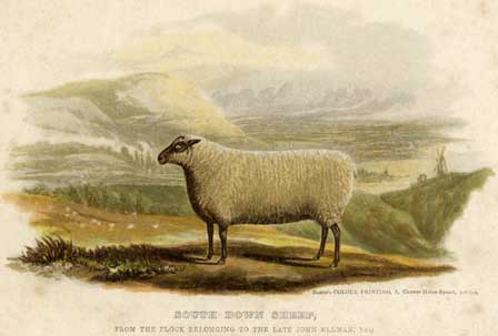 South Down Sheep by George Baxter